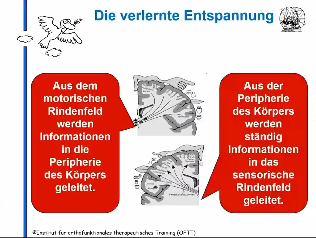 Sensomotorik/Reflexologie Themenkurs: Die verlernte Entspannung (Aufzeichnung)