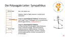 [Webcast] Online-Seminar "Die Polyvagaltheorie nach Porges" von Dr. Ingrid Pirker-Binder