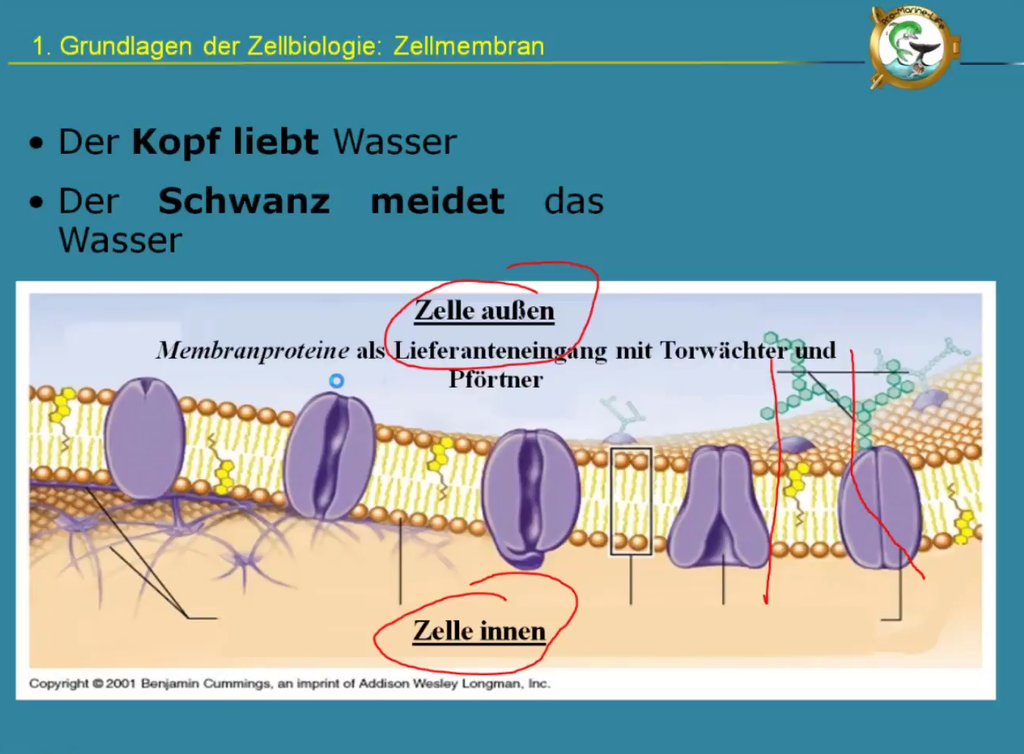 Webcast 21-06 Bio-/Neurofeedback - "(Neuronales) Bahnen / Nachbahnen: Ein Thema, das allen auf die Nerven geht"