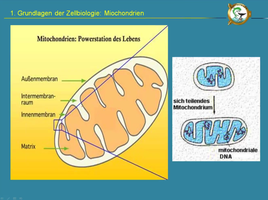 Webcast 21-06 Bio-/Neurofeedback - "(Neuronales) Bahnen / Nachbahnen: Ein Thema, das allen auf die Nerven geht"