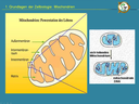 Webcast 21-06 Bio-/Neurofeedback - "(Neuronales) Bahnen / Nachbahnen: Ein Thema, das allen auf die Nerven geht"
