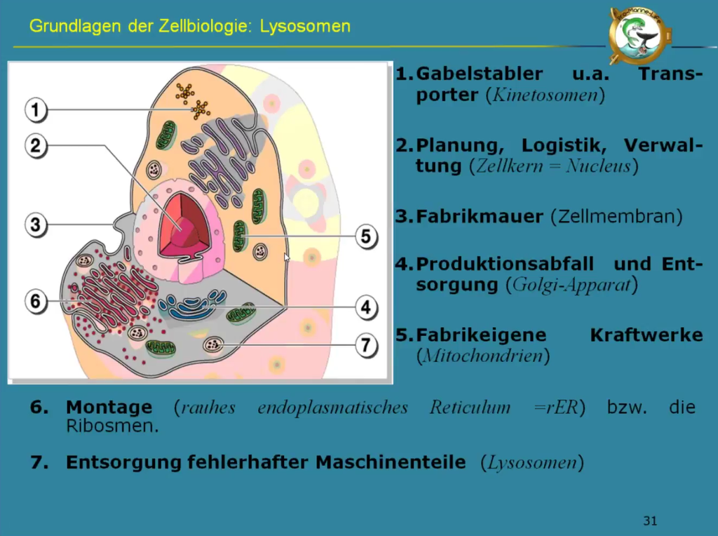 Webcast 21-06 Bio-/Neurofeedback - "(Neuronales) Bahnen / Nachbahnen: Ein Thema, das allen auf die Nerven geht"