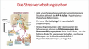 Fachkongress-Vortrag: 2024 V3-1 - Freddy Potschka:  "Auf einer Wellenlänge– neurobiologische Grundlagen der Therapeutischen Beziehung" (deutsch)
