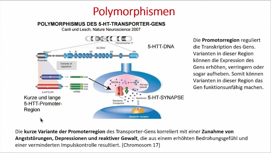 Fachkongress-Vortrag: 2024 V3-1 - Freddy Potschka:  "Auf einer Wellenlänge– neurobiologische Grundlagen der Therapeutischen Beziehung" (deutsch)